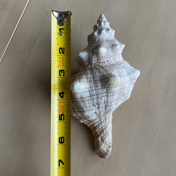 Florida State Shell Horse Conch, From Florida - Picture 9 of 10